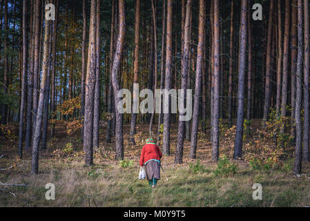 Ältere Frau Pilze im Wald Kampinos, große Wälder komplex in der Woiwodschaft Masowien in Polen Stockfoto