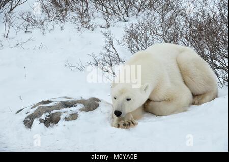 Den erwachsenen männlichen Eisbär (Ursus maritimus) haben einen Rest, der lag auf Schnee. Arctic Polar Tundra. Stockfoto