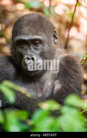 Porträt eines westlichen Flachlandgorilla (Gorilla gorilla Gorilla) Schließen in kurzer Entfernung. Republik Kongo. Afrika Stockfoto