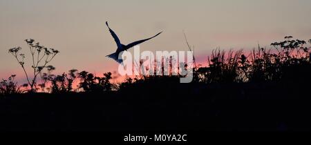 Silhouette der Flußseeschwalben auf roten Sonnenuntergang Sonnenuntergang Himmel. Die flussseeschwalbe (Sterna hirundo). Im Flug auf dem Sunset Gras Hintergrund. Sunrise Hintergrundbeleuchtung Meer Stockfoto