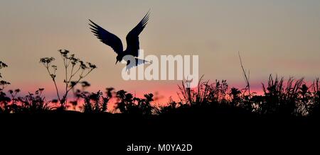 Silhouette der Flußseeschwalben auf roten Sonnenuntergang Sonnenuntergang Himmel. Die flussseeschwalbe (Sterna hirundo). Im Flug auf dem Sunset Gras Hintergrund. Sunrise Hintergrundbeleuchtung Meer Stockfoto