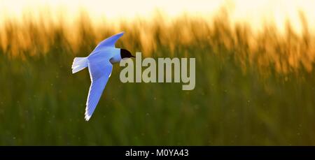 Die kleine Möwe (Larus Minutus) im Flug im Flug auf dem Sunset Gras Hintergrund. Sonnenuntergang Hintergrundbeleuchtung Stockfoto