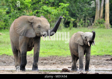 Der Elefant Kalb und elefantenkuh der Afrikanischen Wald Elefant, Loxodonta africana cyclotis. Auf der Dzanga Kochsalzlösung (eine Lichtung) Zentralafrikanische Stockfoto