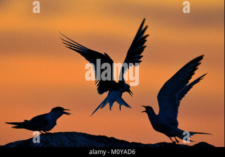 Silhouette der Flußseeschwalben auf roten Sonnenuntergang Sonnenuntergang Himmel. Die flussseeschwalbe (Sterna hirundo). Im Flug auf dem Sunset Gras Hintergrund. Sunrise Hintergrundbeleuchtung Meer Stockfoto