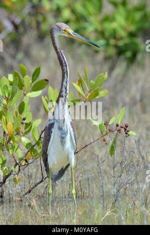 Die dreifarbige Heron (Egretta tricolor), früher in Nordamerika als die Louisiana Heron bekannt, ist ein kleiner Reiher. Dreifarbige Heron (Egretta tricolor) Stockfoto