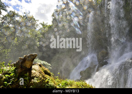 Iguana im Wald neben einem Wasserfall. Kubanische rock Iguana (Cyclura nubila), ebenso wie die kubanischen Boden iguana bekannt. Stockfoto