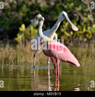 Der Rosalöffler (Platalea ajaja) (manchmal in eine eigene Gattung gestellt Ajaja) Stockfoto