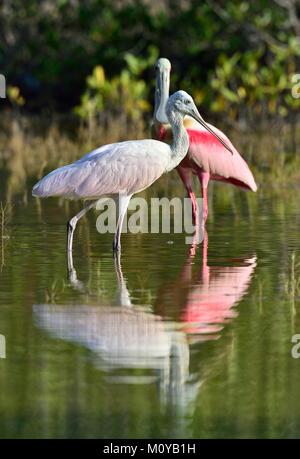 Der Rosalöffler (Platalea ajaja) (manchmal in eine eigene Gattung gestellt Ajaja) Stockfoto