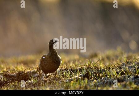 Sunrise Zurück-light Portrait von weiblichen Birkhuhn (Tetrao tetrix). Frühe morningin den Wald. Russland Stockfoto