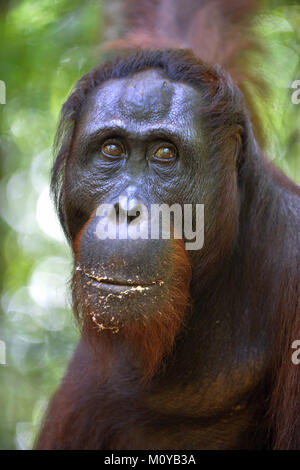Orang-utan-Portrait. Eine Nahaufnahme Portrait der Orang-utan. Schließen bis auf eine kurze Distanz. Bornesischen Orang-utan (Pongo pygmaeus) in der wilden Natur. Insel Stockfoto