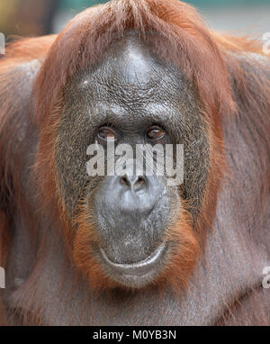 Orang-utan-Portrait. Eine Nahaufnahme Portrait der Orang-utan. Schließen bis auf eine kurze Distanz. Bornesischen Orang-utan (Pongo pygmaeus) in der wilden Natur. Insel Stockfoto