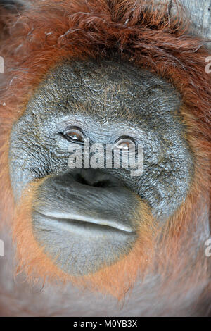 Orang-utan-Portrait. Eine Nahaufnahme Portrait der Orang-utan. Schließen bis auf eine kurze Distanz. Bornesischen Orang-utan (Pongo pygmaeus) in der wilden Natur. Insel Stockfoto