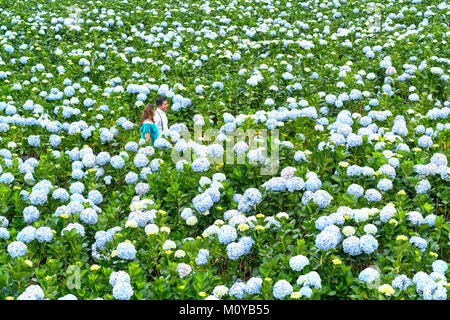 Paar glücklich zusammen im Feld Hortensien blühen lila ganze Hügel in Morgen wunderschöne Hochland Stockfoto