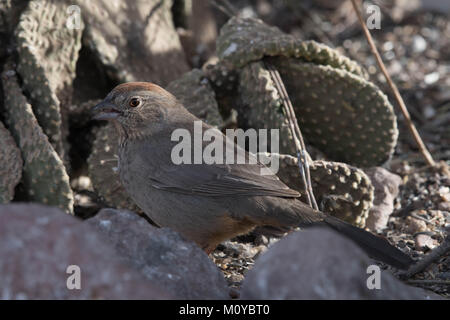 Canyon Towhee, (Melozone Fusca), Bosque del Apache National Wildlife Refuge, New Mexico, USA. Stockfoto