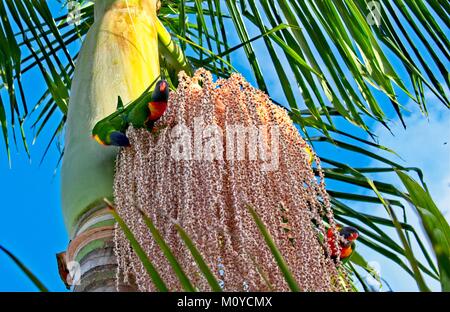 Rainbow Lorikeet essen Samen von einem Palm Baum Blume Stockfoto