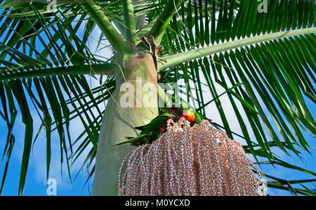 Rainbow Lorikeet essen Samen von einem Palm Baum Blume Stockfoto