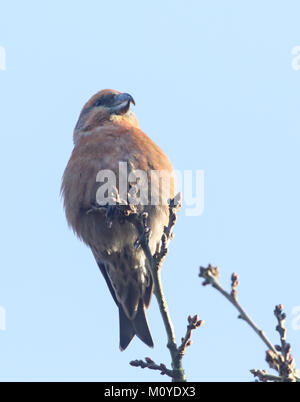 Eine atemberaubende seltene männliche Papagei Gegenwechsel (Loxia pytyopstittacus) an der Spitze der eine Zweigniederlassung, die in einem Baum gehockt. Stockfoto