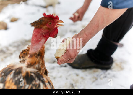 Alte Frau Hand feeding Hühner in Ihrem Hinterhof Stockfoto