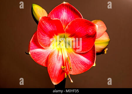 Amaryllis, Blume in einer Nahaufnahme Stockfoto