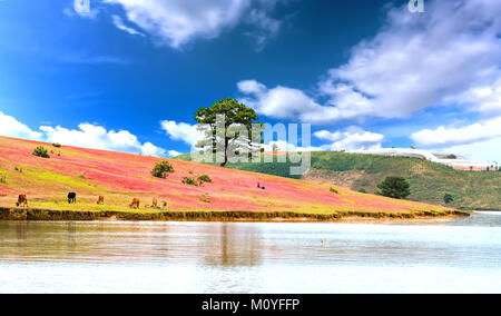 Panoramablick auf die rosa Gras und Kiefern mit schönen Himmel und Kühe grasen in der ruhigen Winter morgen im Highland Landschaft. Stockfoto