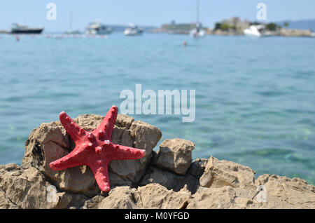 Getrocknete rote Sea Star auf einem Felsen mit ruhigen, blauen Meer hinter Stockfoto