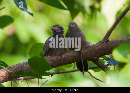 Dschungel Schwätzer (Turdoides Striata) Vogel auf Ast Stockfoto