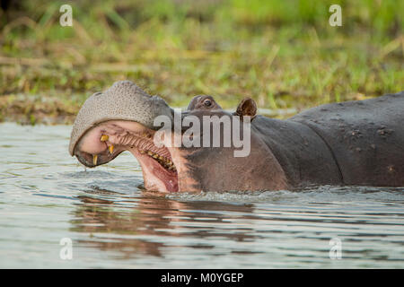 Flusspferd (Hippopotamus amphibius) mit offenem Mund im Wasser, Gesten, bedrohlich, Moremi Wildlife Reserve, Chobe Nationalpark, Botswana Stockfoto