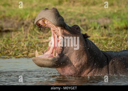 Flusspferd (Hippopotamus amphibius) mit offenem Mund im Wasser, Gesten, bedrohlich, Moremi Wildlife Reserve, Chobe Nationalpark, Botswana Stockfoto