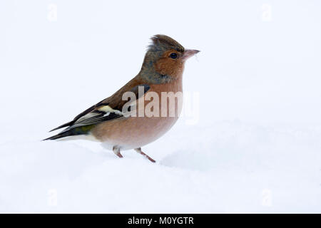Gemeinsame Buchfink (Fringilla coelebs) im Schnee, Tirol, Österreich Stockfoto
