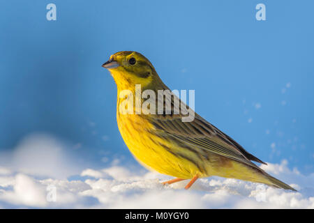 Die Goldammer wären (Emberiza citrinella), im Schnee, Tirol, Österreich Stockfoto