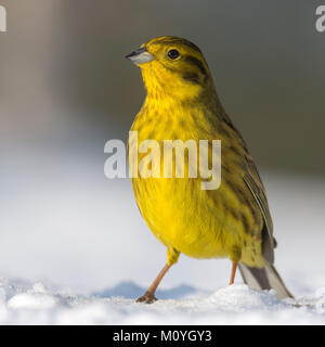 Die Goldammer wären (Emberiza citrinella), im Schnee, Tirol, Österreich Stockfoto