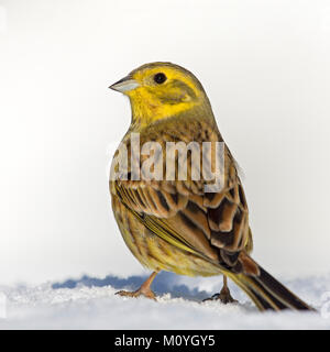 Die Goldammer wären (Emberiza citrinella), im Schnee, Tirol, Österreich Stockfoto