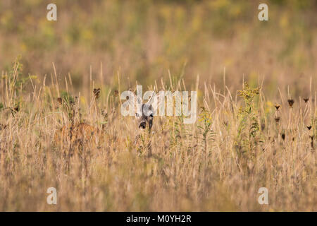 Europäische Reh (Capreolus capreolus), männlich ausblenden in trockenen Wiese, Ungarn Stockfoto