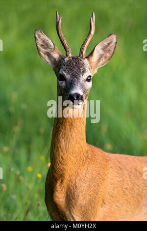 Europäische Reh (Capreolus capreolus), männlich, Porträt, Burgenland, Österreich Stockfoto
