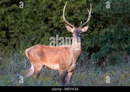 Red Deer (Cervus elaphus), männlich steht am Rande des Waldes, Ungarn Stockfoto