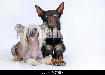 Chinese Crested Hairless Dog, männlich und Australian Kelpie, choko-tan, männlich, neben einander sitzen Stockfoto