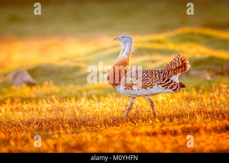 Großtrappe (Otis tarda) auf einer Wiese am Morgen bei Sonnenaufgang, Kastilien-La Mancha, Spanien Stockfoto