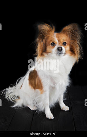 Welpen von Papillon auf schwarzem Hintergrund. Stockfoto