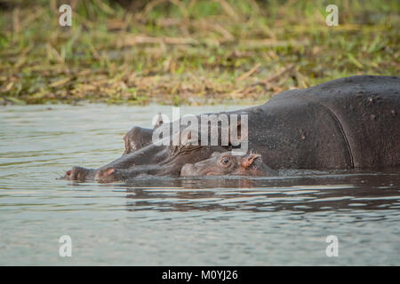 Flusspferde (Hippopotamus amphibius), Dam mit neugeborenen Kalb in Wasser, Moremi Wildlife Reserve, Chobe Nationalpark, Botswana Stockfoto