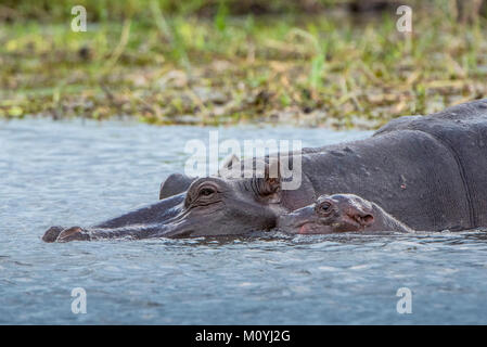 Flusspferde (Hippopotamus amphibius), Dam mit neugeborenen Kalb in Wasser, Moremi Wildlife Reserve, Chobe Nationalpark, Botswana Stockfoto