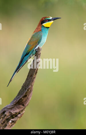 Bienenfresser (Merops apiaster) sitzt auf Zweig, Sachsen-Anhalt, Deutschland Stockfoto