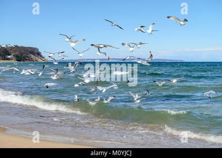 Möwen Jagd auf kleine Fische im flachen Ostsee neben Dorf Baabe auf der Insel Rügen, Norddeutschland Stockfoto