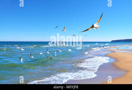 Möwen Jagd auf kleine Fische im flachen Ostsee neben Dorf Baabe auf der Insel Rügen, Norddeutschland Stockfoto