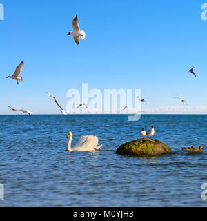 Möwen Jagd auf kleine Fische im flachen Ostsee Insel Rügen in Norddeutschland. Flache DOF, Fokus auf den Schwan. Stockfoto