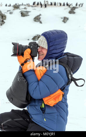 Weibliche Reisende lange fotografieren-tailed Gentoo Penguins; Pygoscelis papua; Cuverville Island; Antarktis Stockfoto