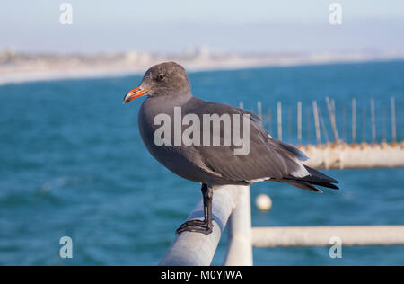 Heermann Gulls (Larus heermanni) am Santa Monica Pier, California, United States Stockfoto