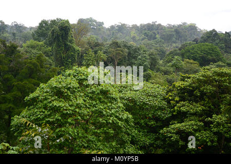 Ein Blick auf die Bäume und die Baumkronen in einem tropischen Regenwald im Corcovado Nationalpark an der Pazifikküste im Süden von Costa Rica. Stockfoto
