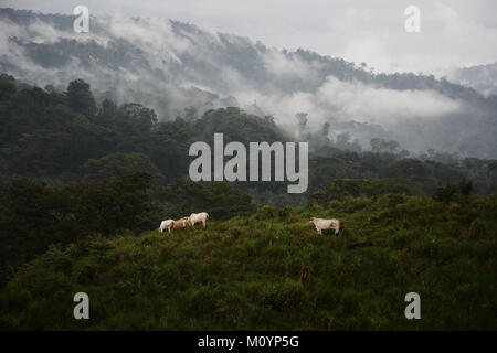 Rinder grasen Neben dem tropischen Regenwald auf die Kanten der Corcovado Nationalpark an der Pazifikküste im Süden von Costa Rica. Stockfoto
