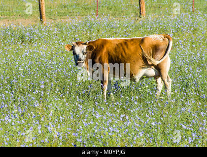 Kuh essen blaue Blüten in einem westlichen Weide. Washington, USA Stockfoto