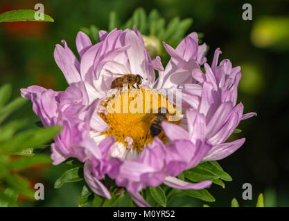 Eristalis tenax drone Fliege auf Blume im Garten Stockfoto